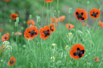 Natural beautiful background with red wild poppy flowers and green blue grass in sunlight, rural natural landscape
