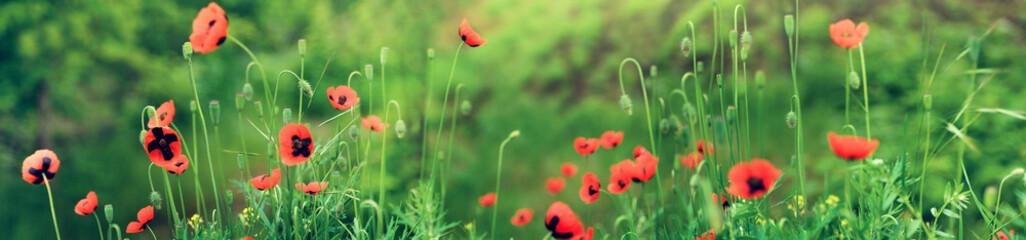 Blooming red poppies in  field in spring in nature on green grass floral background with soft focus. Photo with toning. Bright color art image. Wide panorama format for frame or banner © OlgaKot20