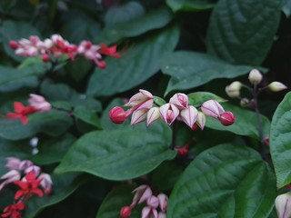 flowers in the garden