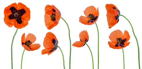 Red poppy flower on stem isolated on white background. Set or collection of different sides detail   for floral design