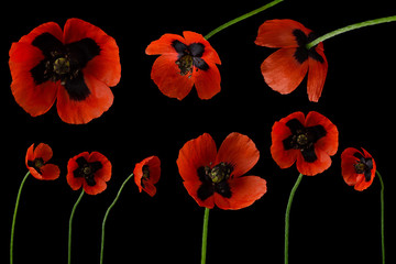 Red poppy flower set on stem isolated on black dark background as collection for art design,...