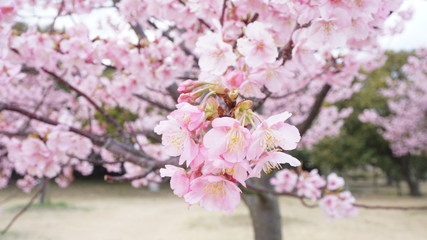 一足早いお花見！河津桜！