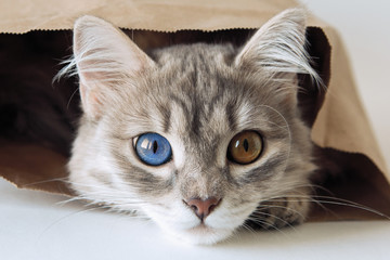 Grey cat with different color eyes in a paper bag. - Powered by Adobe