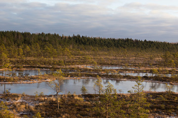 Winter Sunny day in Mukri Raba swamp, Estonia.
