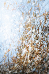 Dried grasses in the fall of winter snow