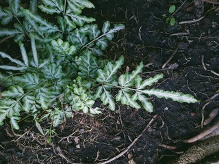 young plants in the garden