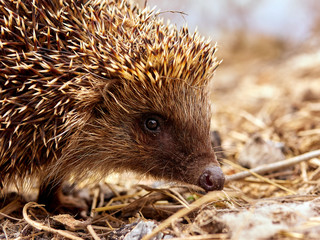 Hedgehog, Wild, European Hedgehog very pretty face