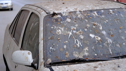  Car stained with bird droppings