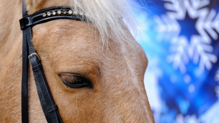  Horse's head. Portrait