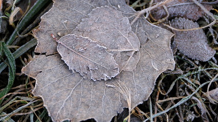  Fallen leaves of trees covered with hoarfrost
