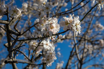 アーモンドの花