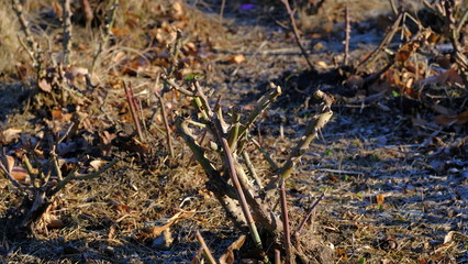 Obraz premium Rose bush in the winter.