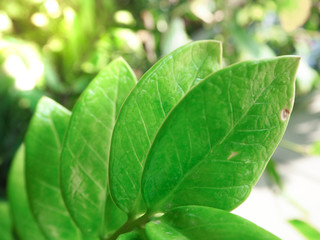 Zamioculcas leaf or houseplant leaf, green leaf pattern