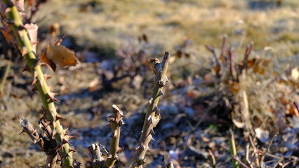  Rose bush in the winter.