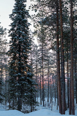 Fototapeta premium Fir trees in a forest covered with snow in Finland