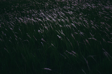 white grass flower meadow field. in dark tone.