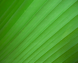 close up green leaf,texture of green leaf.closeup leaf.