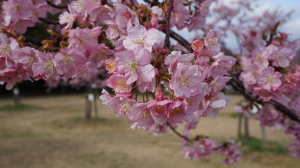一足早いお花見！河津桜！