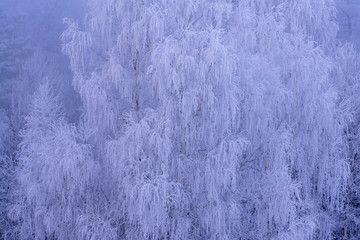 frost on a tree