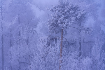 Fototapeta na wymiar frost on a tree