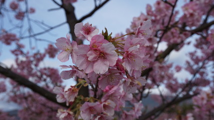 一足早いお花見！河津桜！