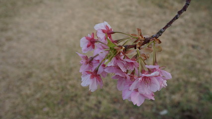 一足早いお花見！河津桜！