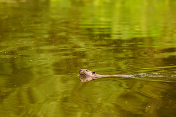 Beaver Swimming in Pond