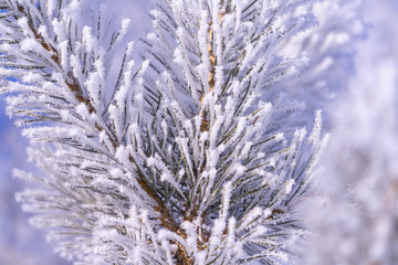 frost on a tree