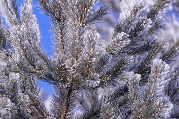 frost on a tree