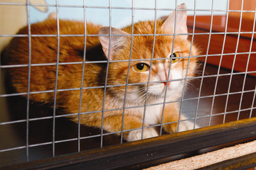 Caged locked cat.