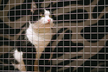 Caged locked cat.