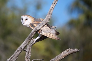 Owl In a Tree