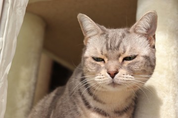 不審そうにのぞき込む猫アメリカンショートヘア