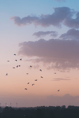 Fototapeta premium flock of birds in sunset