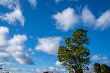 大木と空