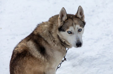 Husky sledding dog in Finland