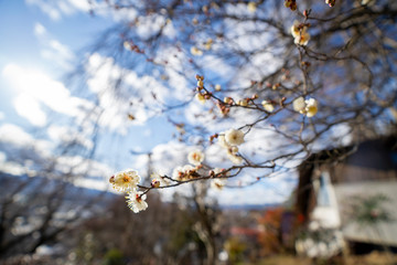 枝垂れ梅の白い花