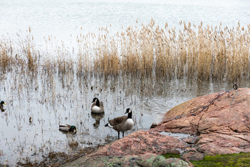 Wild ducks, Helsinki, Finland