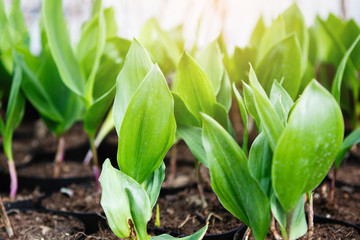 Lily of the valley in a pot on a shelf of a flower shop