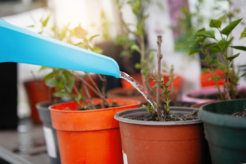 Watering a potted plant from a blue jug.