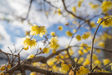 蝋梅の花