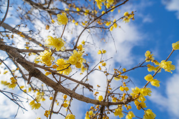 蝋梅の花