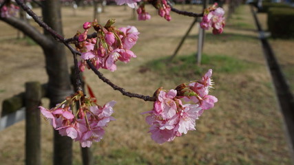 一足早いお花見！河津桜！