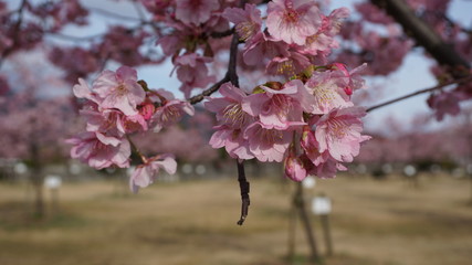 一足早いお花見！河津桜！