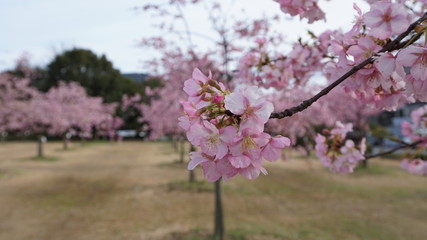 一足早いお花見！河津桜！