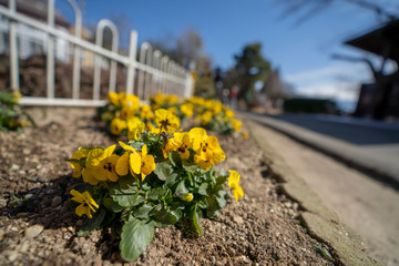 花壇のパンジー