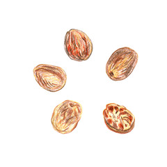 Set of nutmeg on a white background. Drawing with colored pencils.
