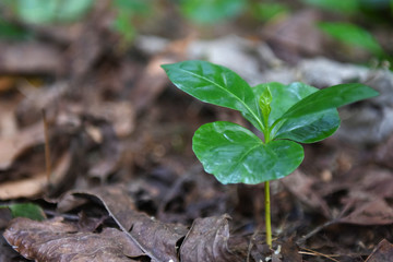 The coffee tree is rising.