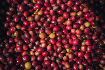Red coffee beans background.