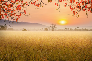 Beautiful morning fog in the rice fields.